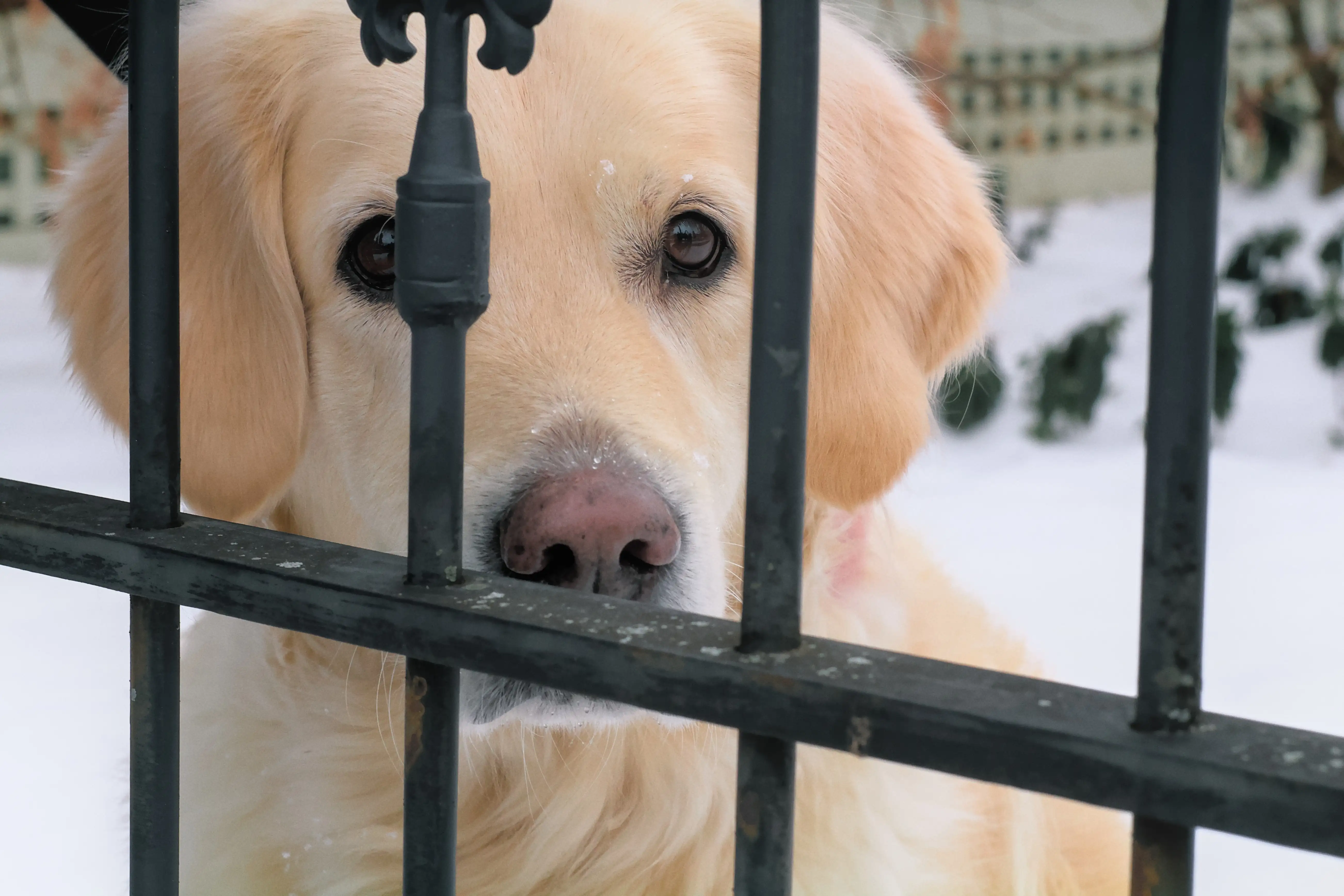 A pink-nosed strawberry blonde golden retriever
								looks through a wrought iron fence.
								A layer of snow covers the ground.