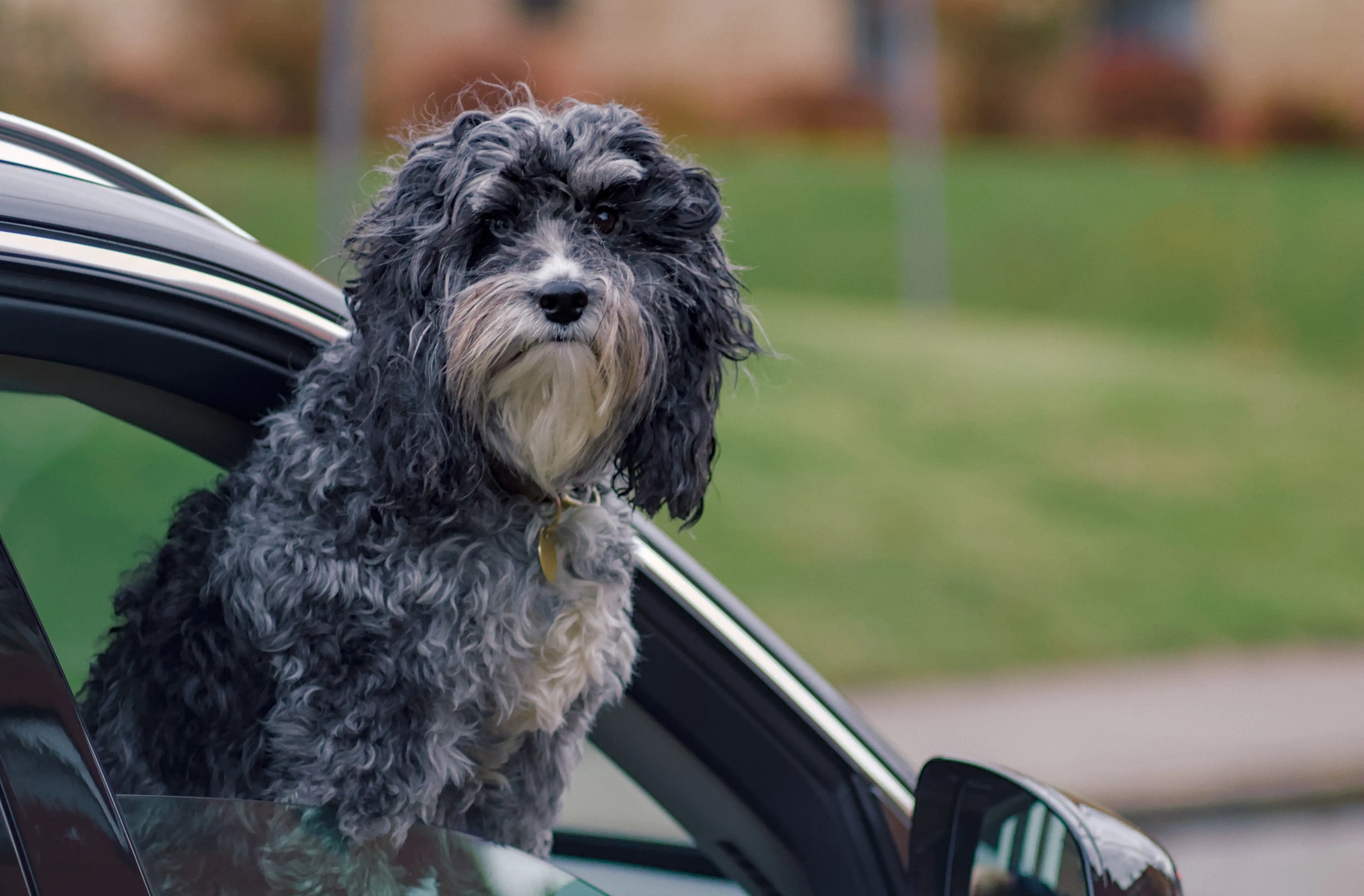 A small, curly haired dog stands
								looking out of a car passenger window.
								He looks dignified,
								and his fur is white, black, and grey.
